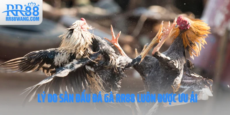 Lý do sàn đấu đá gà RR88 luôn được ưu ái