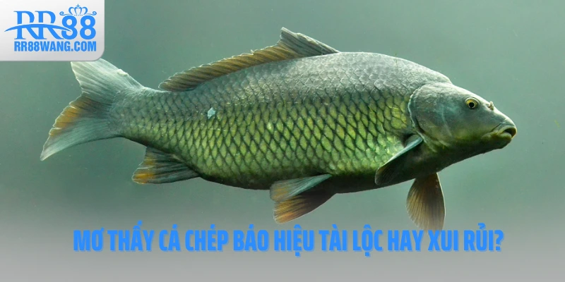Ảnh đại diện Mơ Thấy Cá Chép